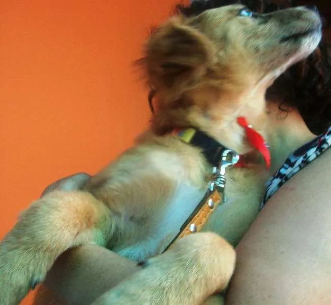 Cachorro ra a SRD idade 7 a 11 meses nome Josh