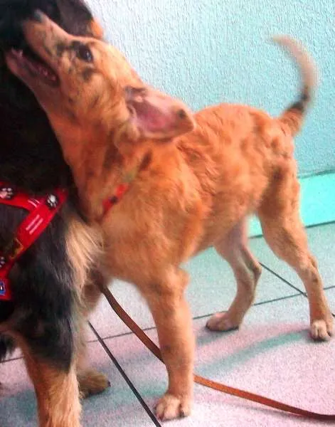 Cachorro ra a SRD idade 7 a 11 meses nome Josh