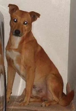 Cachorro ra a SRD idade  nome ALEMÃO