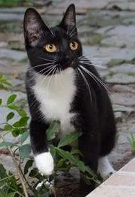 Gato raça sem raça definida idade 1 ano nome Dorothy