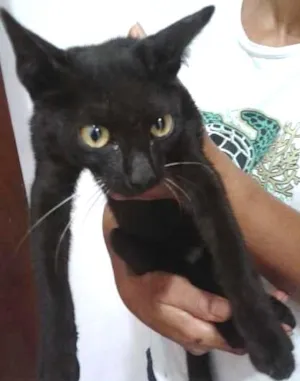 Gato raça vira lata idade 7 a 11 meses nome Amora