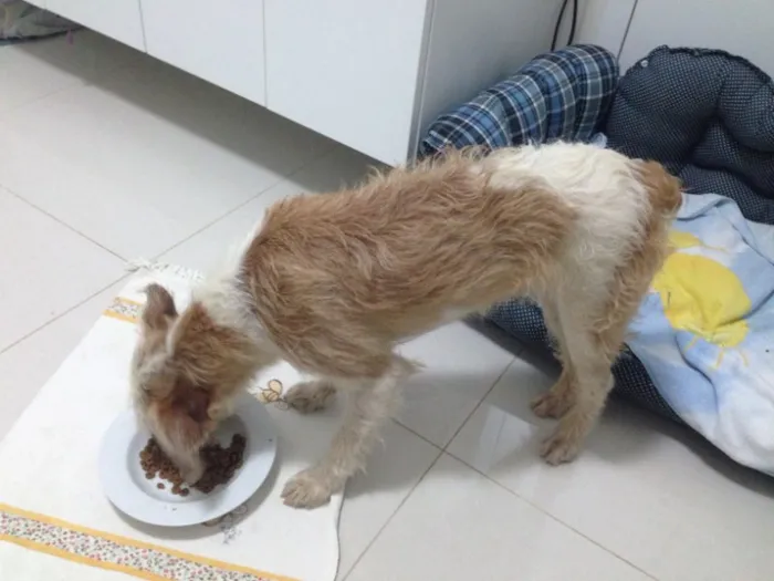 Cachorro ra a Não sei idade 7 a 11 meses nome Peludinho