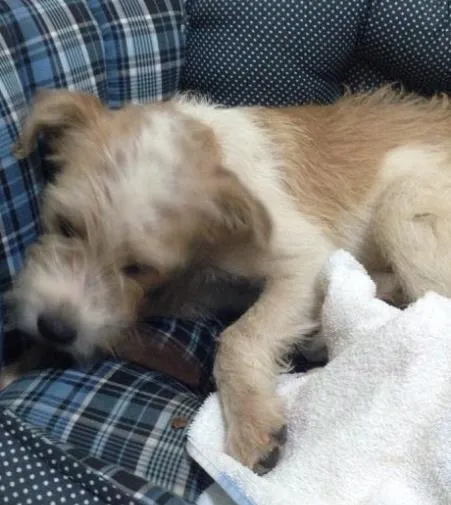 Cachorro ra a Não sei idade 7 a 11 meses nome Peludinho