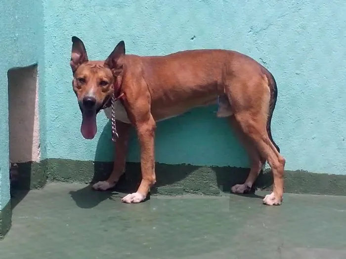 Cachorro ra a SRD idade 1 ano nome Mix