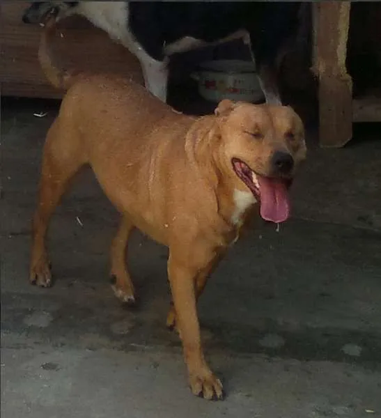 Cachorro ra a Pit-Bull mestiça idade 2 anos nome Milly