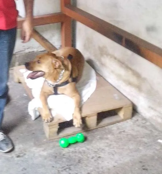 Cachorro ra a Pit-Bull mestiça idade 2 anos nome Milly