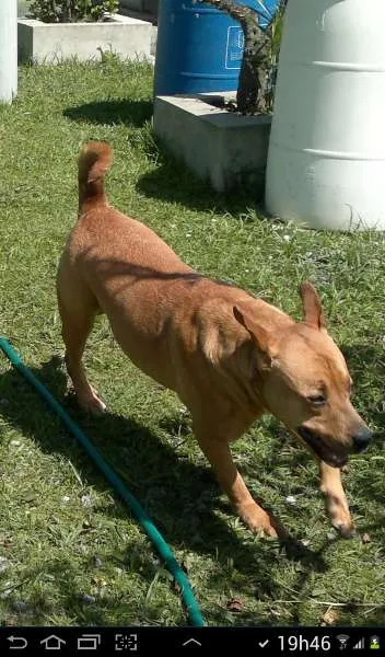 Cachorro ra a Pit-Bull mestiça idade 2 anos nome Milly