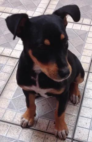 Cachorro raça SRD idade 2 a 6 meses nome Sully
