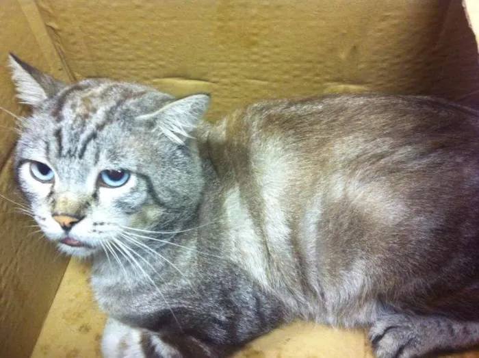 Gato ra a  idade 4 anos nome Blue