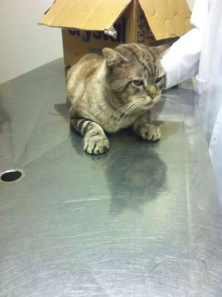 Gato ra a  idade 4 anos nome Blue