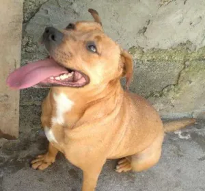 Cachorro raça Pit-Bull mestiça idade 2 anos nome Milly