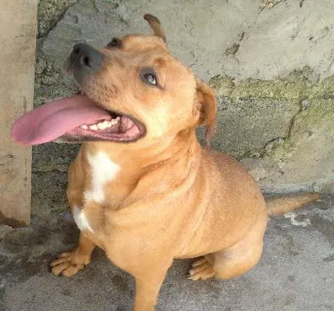 Cachorro ra a Pit-Bull mestiça idade 2 anos nome Milly