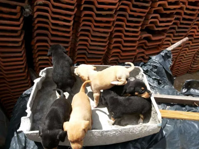 Cachorro ra a nao definida idade Abaixo de 2 meses nome varios