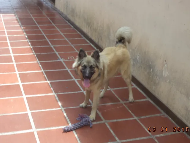 Cachorro raça Pastor Alemão idade 1 ano nome MAX