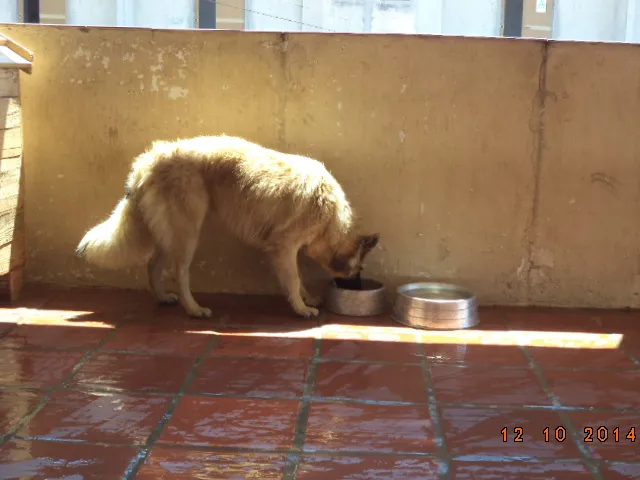 Cachorro raça Pastor Alemão idade 1 ano nome MAX