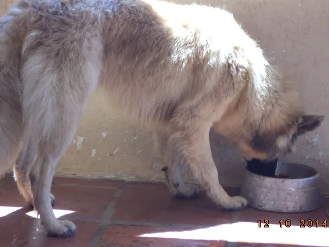 Cachorro raça Pastor Alemão idade 1 ano nome MAX