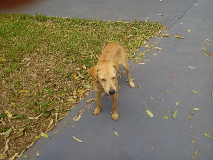 Cachorro ra a srd idade 7 a 11 meses nome nao tem nome