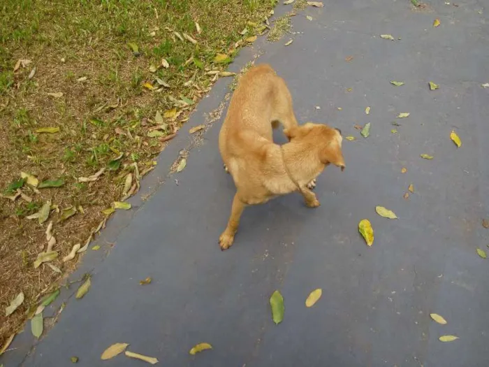 Cachorro ra a srd idade 7 a 11 meses nome nao tem nome