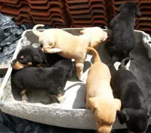 Cachorro raça nao definida idade Abaixo de 2 meses nome varios