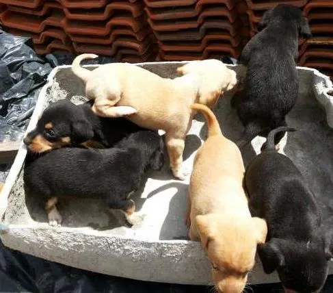 Cachorro ra a nao definida idade Abaixo de 2 meses nome varios