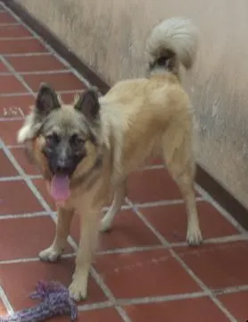 Cachorro raça Pastor Alemão idade 1 ano nome MAX