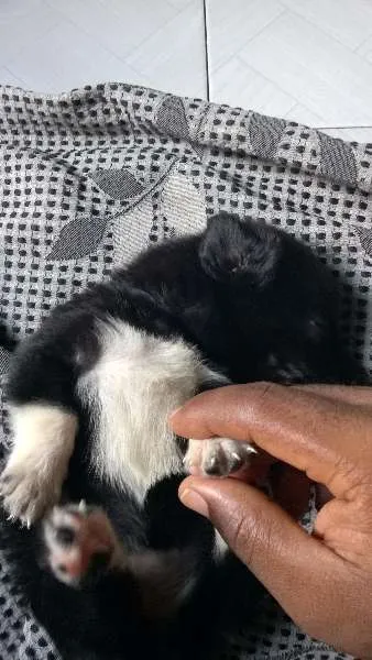 Cachorro raça não sei idade Abaixo de 2 meses nome sem nome