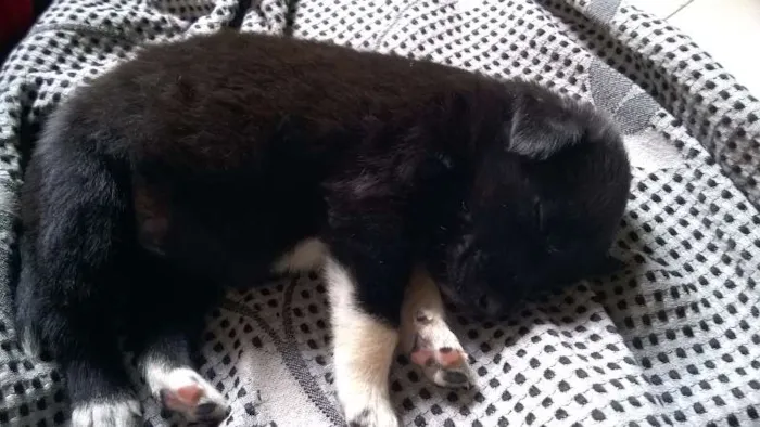 Cachorro raça não sei idade Abaixo de 2 meses nome sem nome