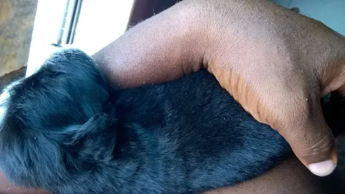 Cachorro raça não sei idade Abaixo de 2 meses nome sem nome