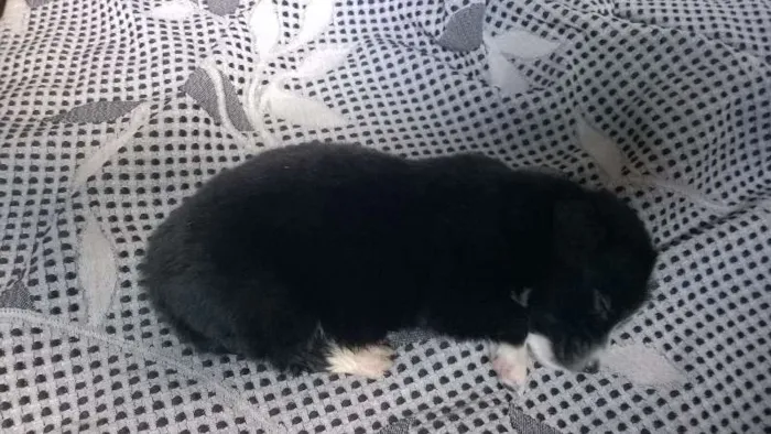 Cachorro raça não sei idade Abaixo de 2 meses nome sem nome