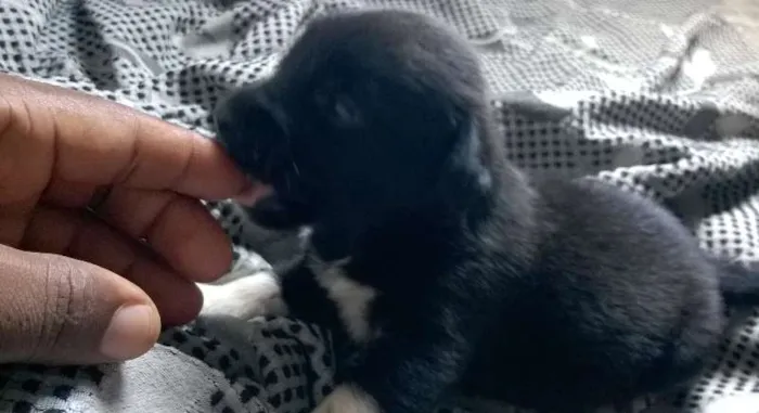 Cachorro raça não sei idade Abaixo de 2 meses nome sem nome