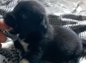 Cachorro raça não sei idade Abaixo de 2 meses nome sem nome
