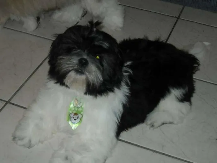 Cachorro ra a Shitzu idade 7 a 11 meses nome Igor GRATIFICA