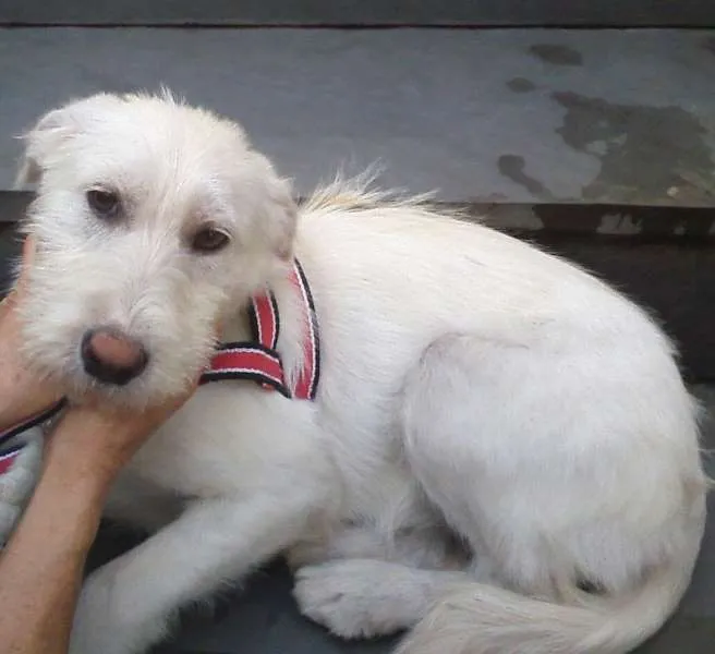 Cachorro ra a SRD idade 7 a 11 meses nome Bella