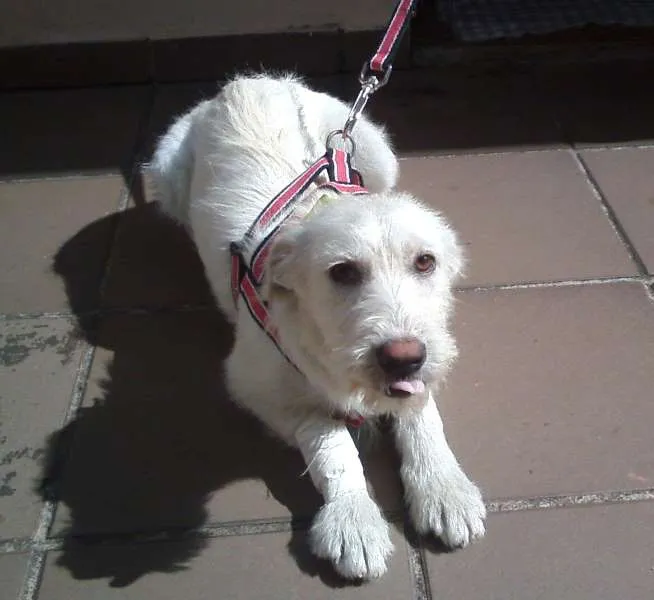 Cachorro ra a SRD idade 7 a 11 meses nome Bella