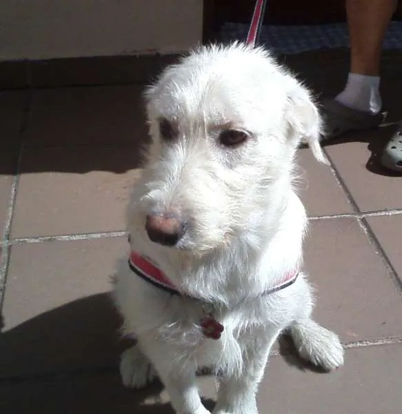 Cachorro ra a SRD idade 7 a 11 meses nome Bella