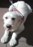 Bella