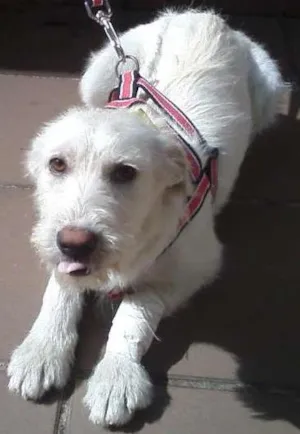 Cachorro raça SRD idade 7 a 11 meses nome Bella