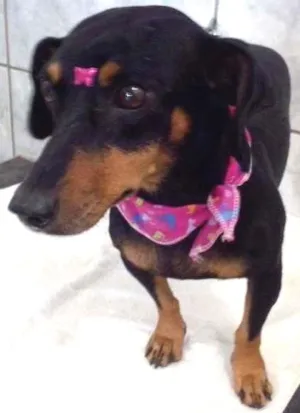 Cachorro raça Dachshund idade 2 anos nome PRETINHA