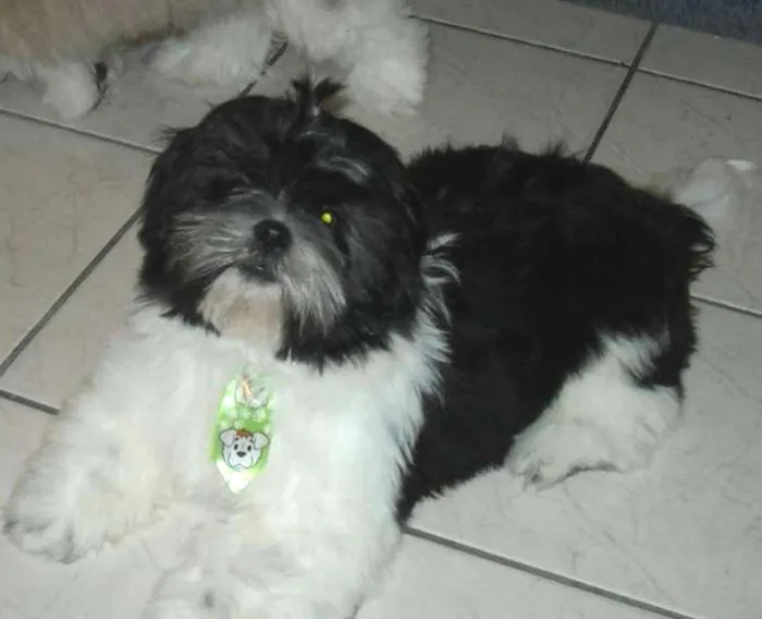 Cachorro ra a Shitzu idade 7 a 11 meses nome Igor GRATIFICA