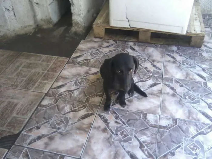 Cachorro ra a SRD idade 2 anos nome Mila