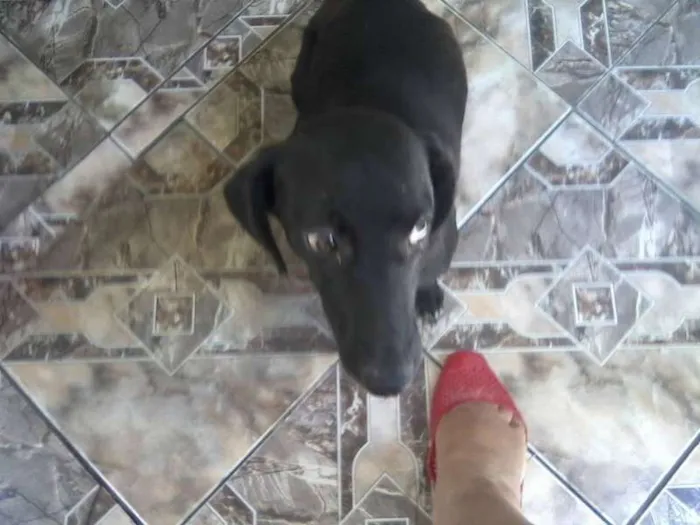 Cachorro ra a SRD idade 2 anos nome Mila