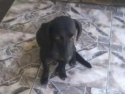 Cachorro ra a SRD idade 2 anos nome Mila