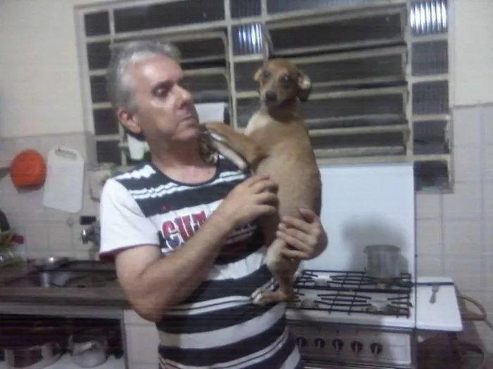 Cachorro ra a SRD idade 7 a 11 meses nome JUREMA