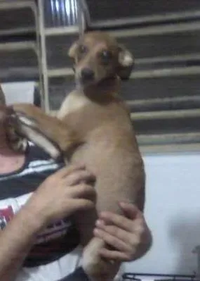 Cachorro ra a SRD idade 7 a 11 meses nome JUREMA
