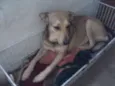 Paulinha