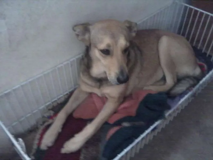 Cachorro ra a SRD idade 2 anos nome Paulinha