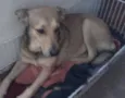 Paulinha