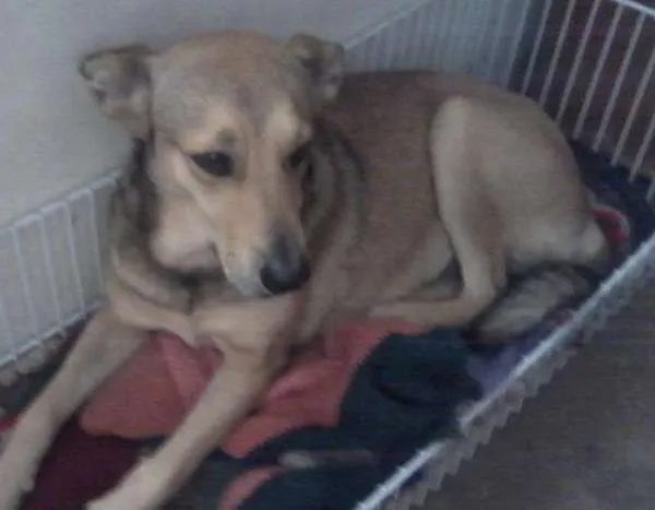 Cachorro ra a SRD idade 2 anos nome Paulinha