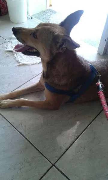 Cachorro ra a SRD idade 2 anos nome Paulinha