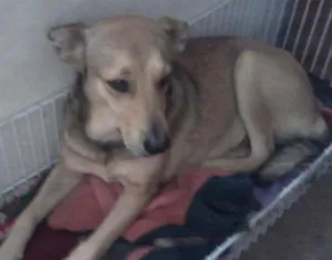 Cachorro raça SRD idade 2 anos nome Paulinha